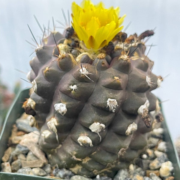 Fuzzy Copiapoa Hypogaea | Rare Cactus | Live Plant | Rare Plant