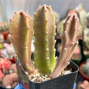 Stapelia Gigantica | Rare succulent | Life Saver | Live plant Root