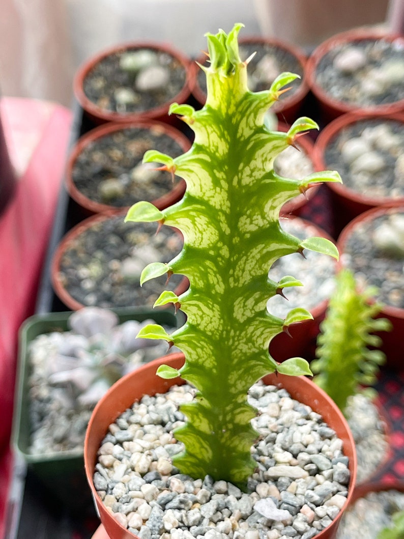 4 Pot Euphorbia Trigona Good Luck Cactus Live Succulent Plant Rare Cactus image 5