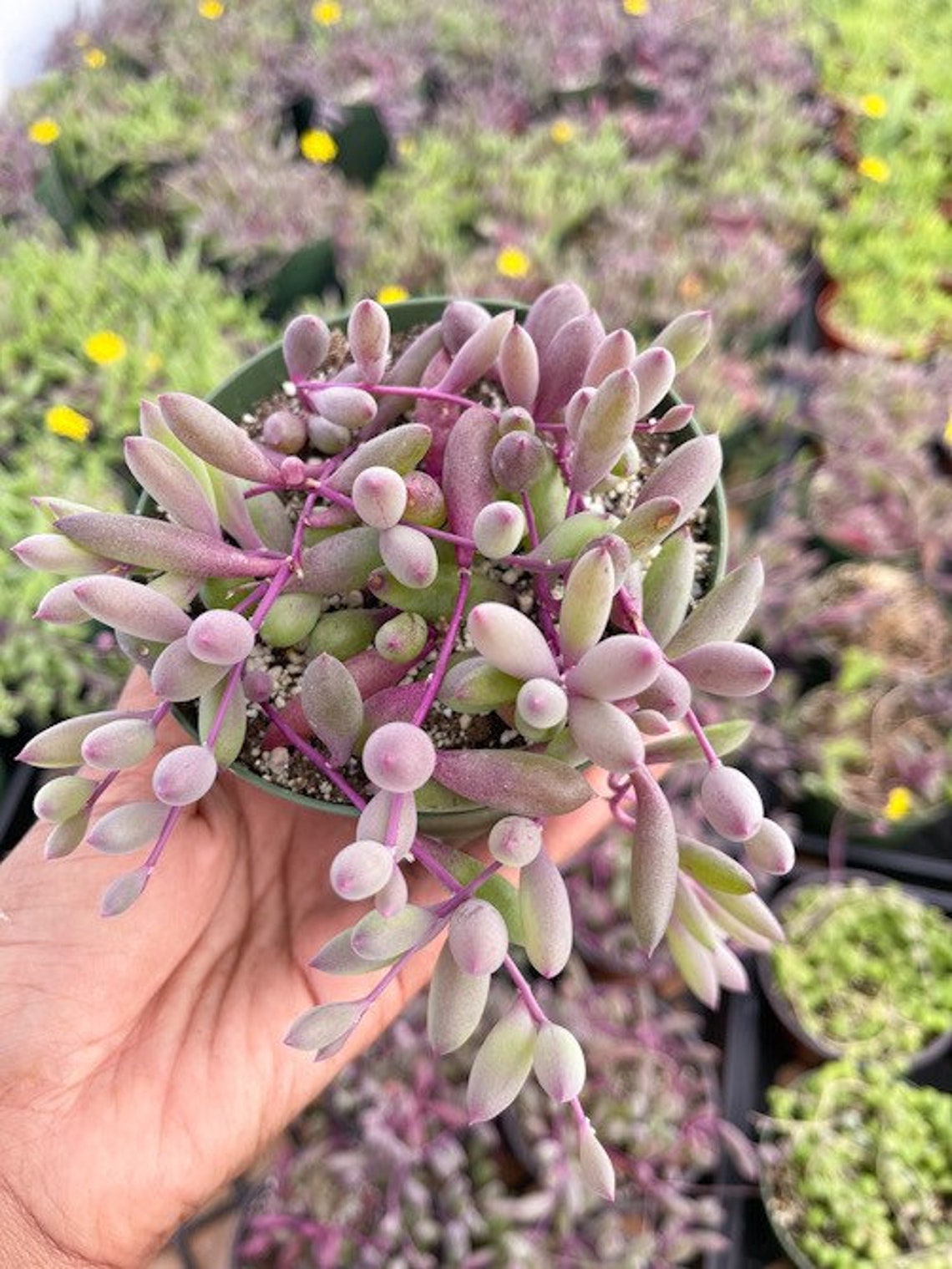 4 String of Ruby Necklace Live Succulent String Succulent Etsy