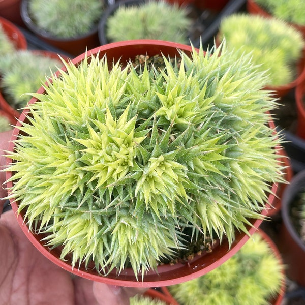 Deuterocohnia Brevifolia | Live Plant