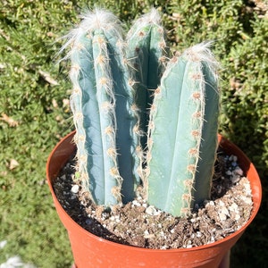 Fuzzy Blue Cactus | Pilosocereus Pachycladus  | Live cactus | Live Plant