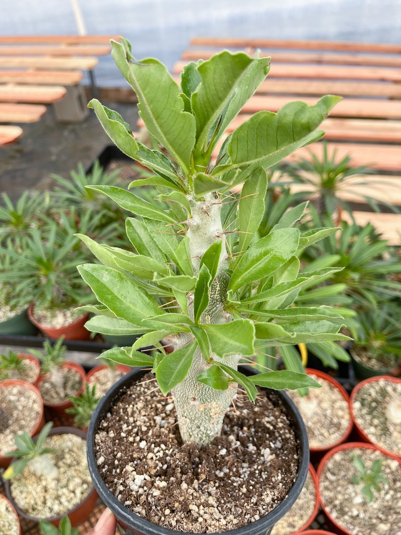 Pachypodium Saundersii Live Plant image 6