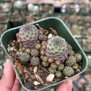 Sulcorebutia rauschii violaceidermis cactus | Cactus vivants | Cactus rares