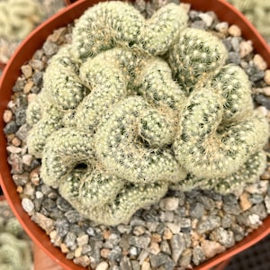 Brain Cactus | Mammillaria Cristata Brain Cactus | Crested cactus | Live Plant