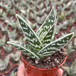 Tiger Aloe Aloe variegata Live Plant image 3