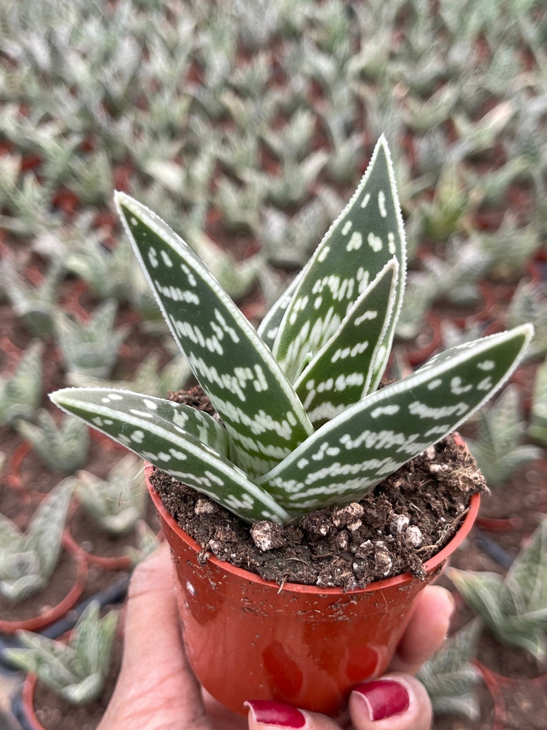 Tiger Aloe Aloe variegata Live Plant 2”