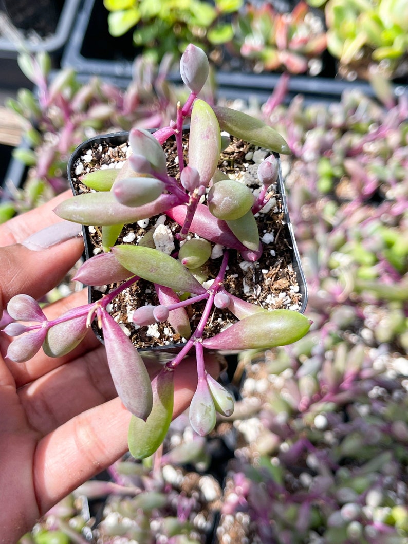 6 String of Ruby Necklace Live Succulent String Succulent Etsy