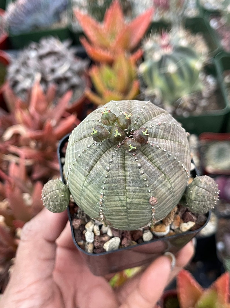 Euphorbia Obesa Baseball Cactus Live Cactus image 8