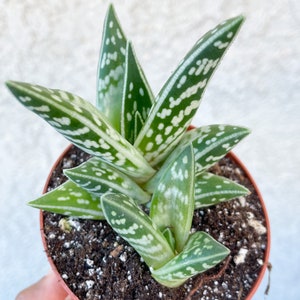 Tiger Aloe Aloe variegata Live Plant 4” w/ pup