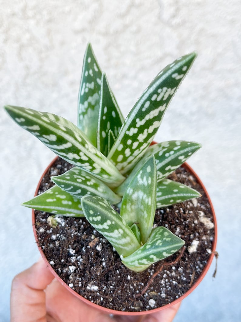 Tiger Aloe Aloe variegata Live Plant 4” w/ pup