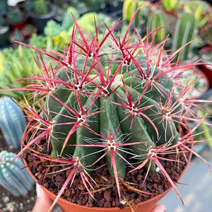 Ferocactus gracilis coloratus | Red Barrel Cactus | Rare Cactus | Live Plant