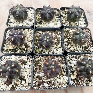 Copiapoa Echinoides Copiapoa Dura Rare Cactus Live Plant Rare Plant image 9