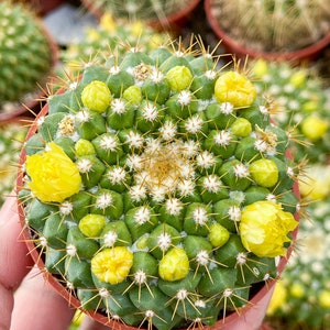 Mammillaria Marksiana / Cactus vivo imagen 4