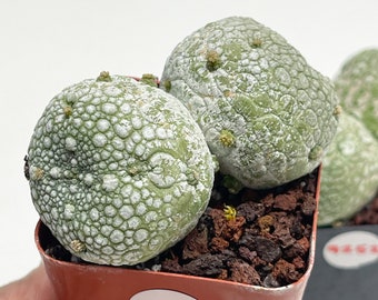 Pseudolithos Caput Viperae | Live Cactus | Rare Plant | 4th23