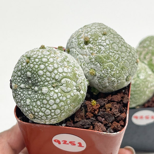 Pseudolithos Caput Viperae | Live Cactus | Rare Plant | 4th23