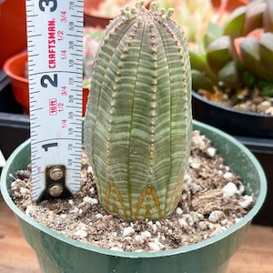 Euphorbia Obesa Baseball Cactus Live Cactus 4” Tall form