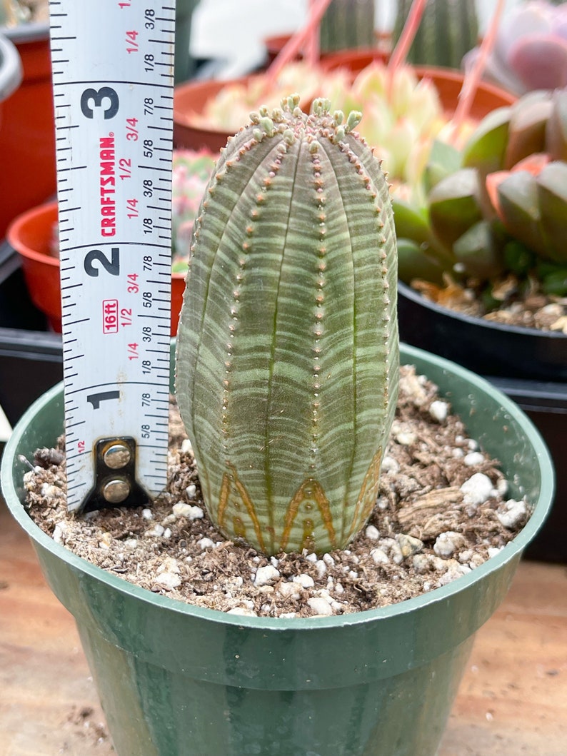 Euphorbia Obesa Baseball Cactus Live Cactus image 2