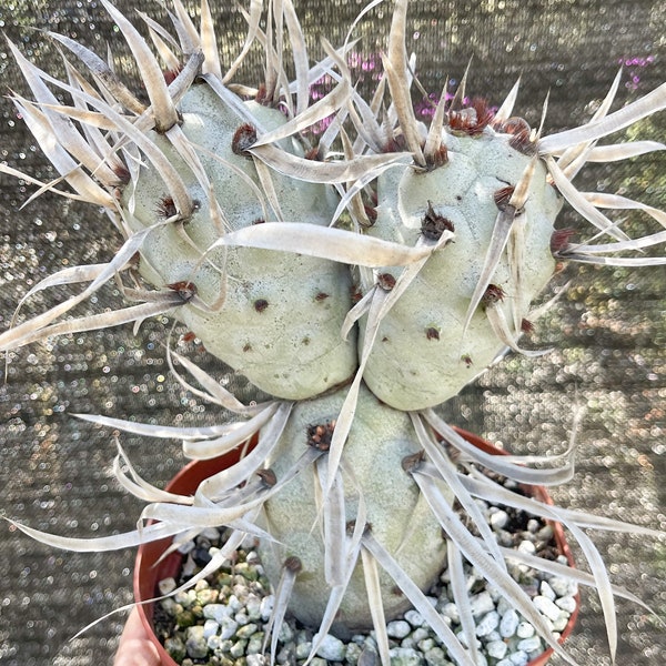 5” Tephrocactus articulatus | Paper Spine Cactus | Live Cactus