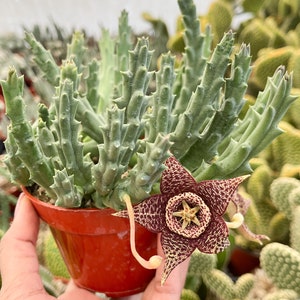 Orbea Variegata Starfish Flower Life Saver Live Plant image 1