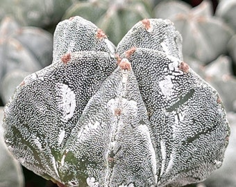 Astrophytum | Bishop Cap cactus | Graft Cactus | Live Plant