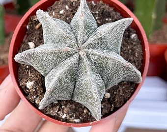 Astrophytum | Bishop Cap cactus | 5 ribbed | Live Plant