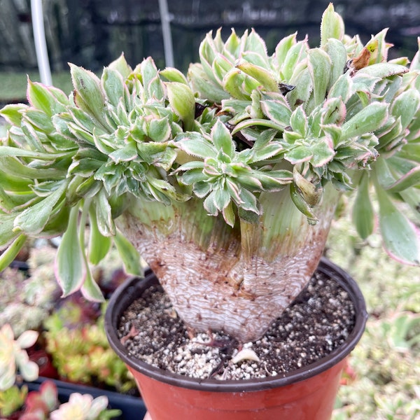 Crested Aeonium Sunburst | Crested Plant | Live Plant
