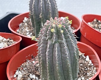 Euphorbia Infausta / Cactus Eufobia / Cactus Vivo