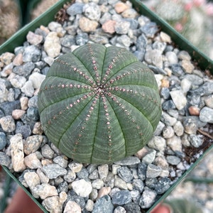 Euphorbia Obesa Baseball Cactus Live Cactus image 3