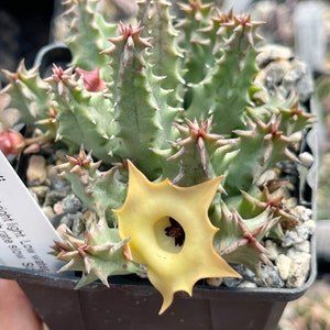 Huernia Thuretii | Lifesaver | Rare Succulent