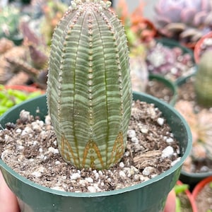 Euphorbia Obesa Baseball Cactus Live Cactus image 1