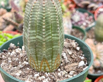 Euphorbia Obesa | Baseball Cactus | Live Cactus