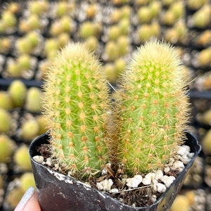 4 Golden Rat Tail Cactus Live Cactus 