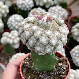 Blossfeldia liliputan cactus Rare Cactus Graft Cactus 3” Tall