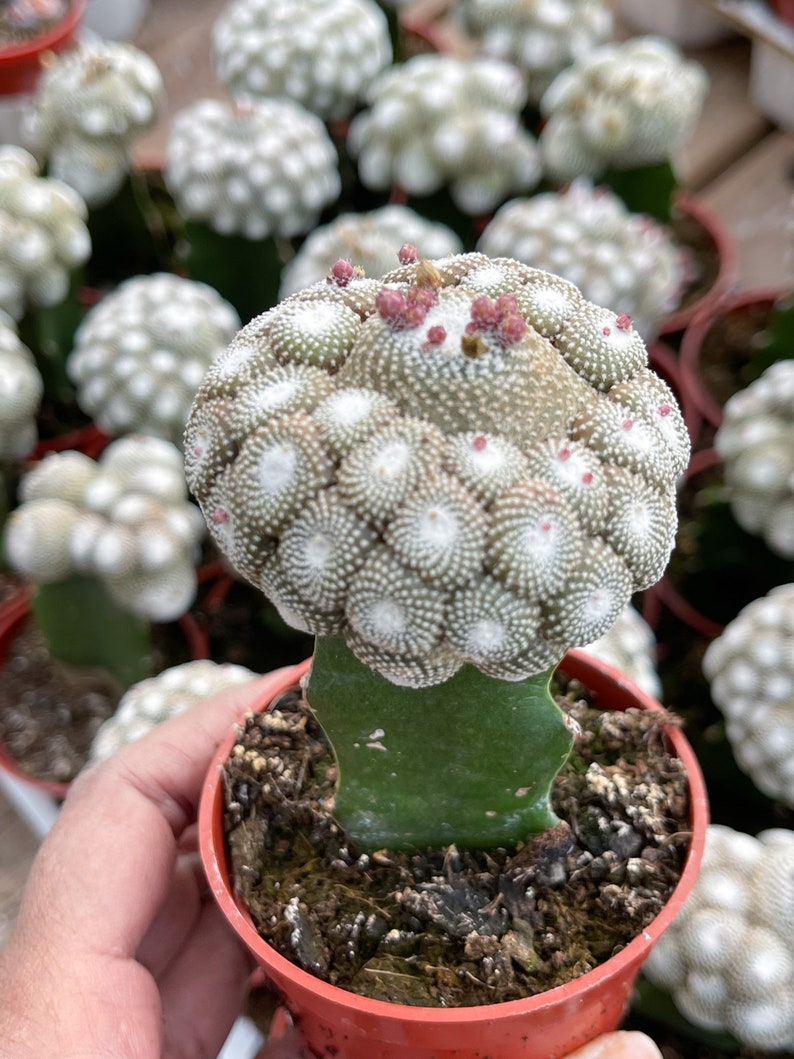 Blossfeldia liliputan cactus Rare Cactus Graft Cactus 3” Tall