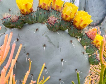 Opuntia Robusta Cutting Pad | Live Cactus
