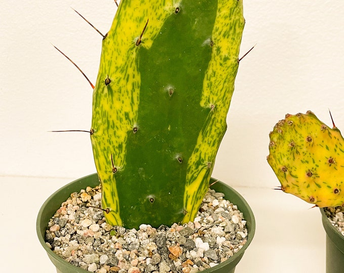 Opuntia Sunburst Variegated Cactus Live Plant Etsy
