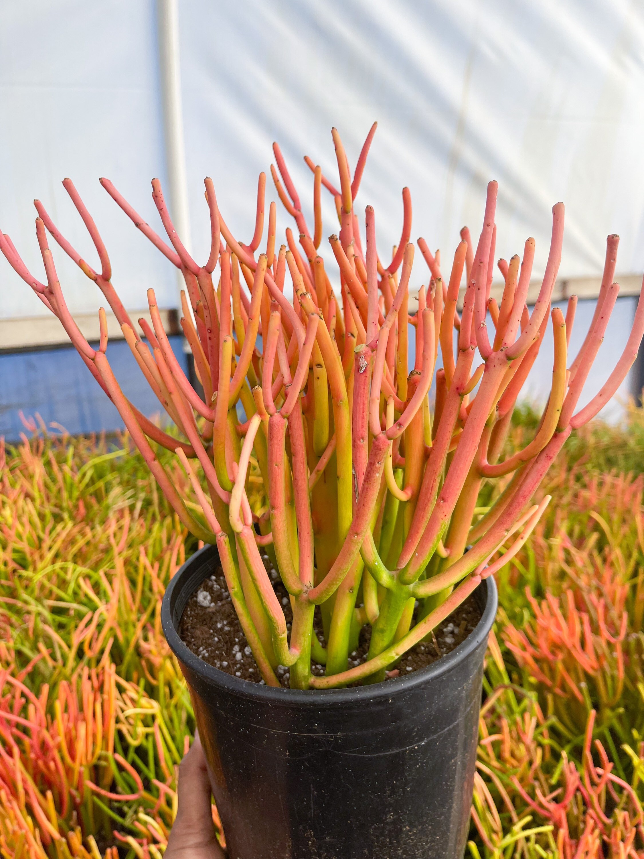 Fire Stick Bushy Cutting/clipping Euphorbia Tirucalli - Etsy Fire Stick Bushy Cutting/clipping Euphorbia Tirucalli - Etsy