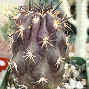 Copiapoa Echinoides Copiapoa Dura Rare Cactus Live Plant Rare Plant image 1