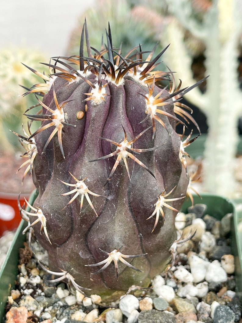 Copiapoa Echinoides Copiapoa Dura Rare Cactus Live Plant Rare Plant image 1