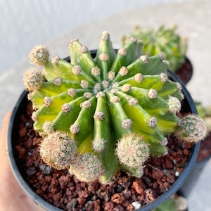 Variegated Echinopsis Eyriesi with babies | Live Plant