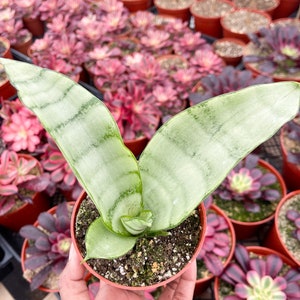 Sansevieria Moonshine | Snake Plant | Live Plant