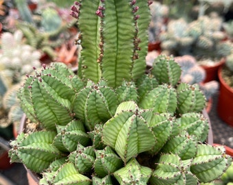 Tanzania Zipper Euphorbia Anoplia | Cactus with Pups | Rare Cactus