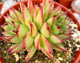 Echeveria agavoide / Echeveria Lipstick / Ébano / Suculenta rara