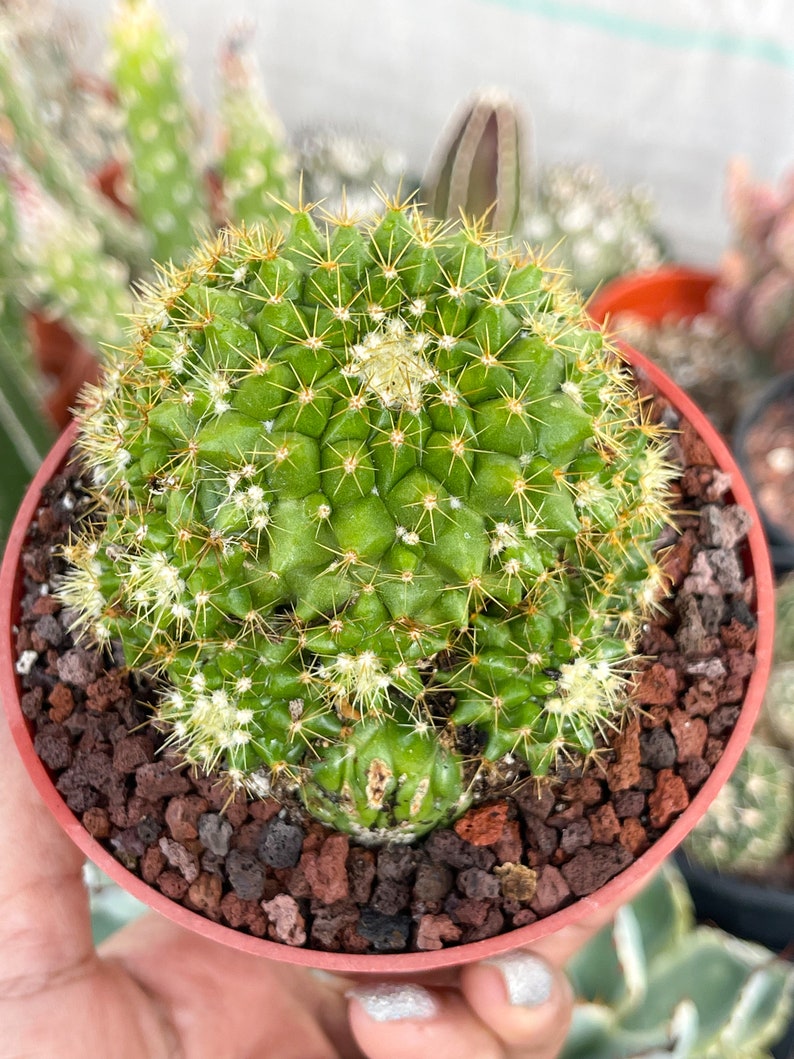 Mammillaria Marksiana / Cactus vivo 4” Cluster