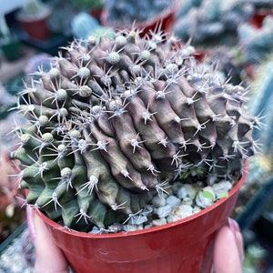 4” Crested Gymnocalycium Anisitsii | Rare Cactus