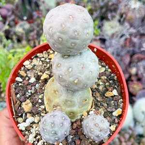 Tephrocactus Geometricus | live Cactus