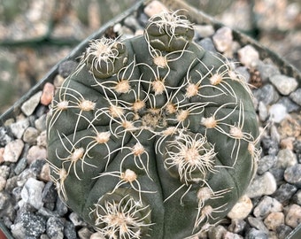 3.5” pot Gymnocalycium Schreiteri | Live Cactus