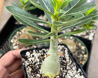 Adenium Obesum | Live plant | Desert Rose