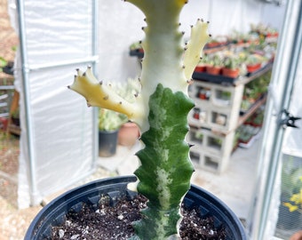 Ghost cactus | Variegated Euphorbia Lactea | Rare Cactus